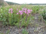 Fire Weed