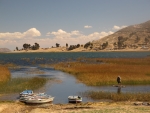 Verschilftes Ufer am Titicacasee.