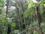 Bergnebelwald in Monteverde