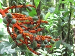 Detail in Monteverde
