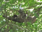 Ein faules Faultier im Nationalpark Chauita.