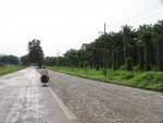 Kurz vor Panama begleiten Palmoelplantagen ueber Kilometer die Strasse.