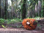 Palmfrucht zur Oelgewinnung.