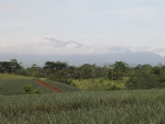 Erste Ausblicke uebers Ananasfeld auf die Cordillera de Guanacaste.