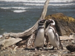 Magellan-Pinguine am Seno Otway.