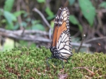 Monarch-Falter