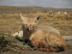 Patagonischer Fuchs.