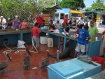 Fischmarkt in Puerto Ayora, Isla Santa Cruz