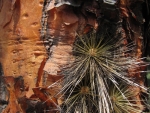 Hoelzener Stamm eines Kaktuses