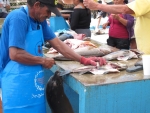 Fischmarkt in Puerto Ayora, Isla Santa Cruz