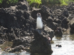 Galapagos Pinguin, Bahia Elizabeth, Isla Isabela
