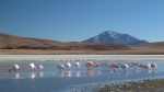 Flamingos in der Laguna Hediona.