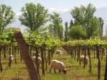 Weinanbau bei Villa Union